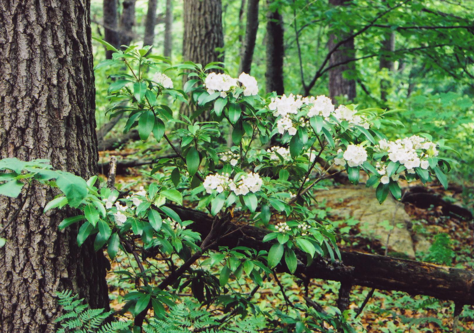 Mountain laurel crone.  Scintillating Speck